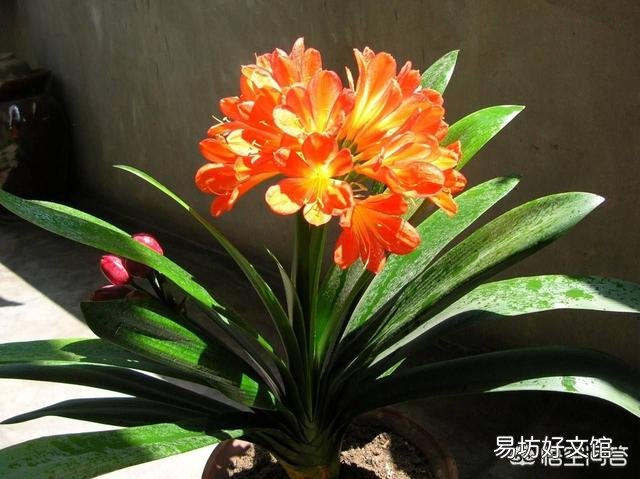 君子兰叶子夹剑怎么办?