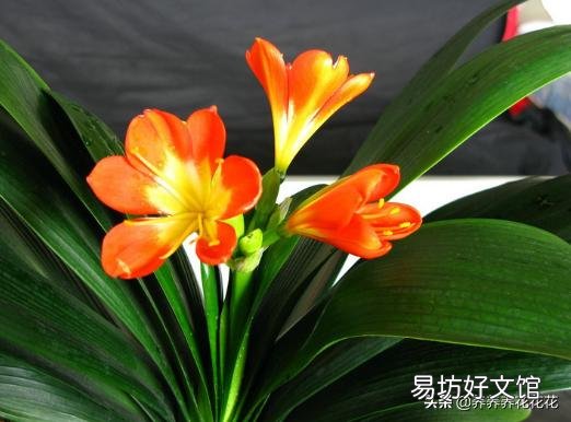 君子兰叶子夹剑怎么办?