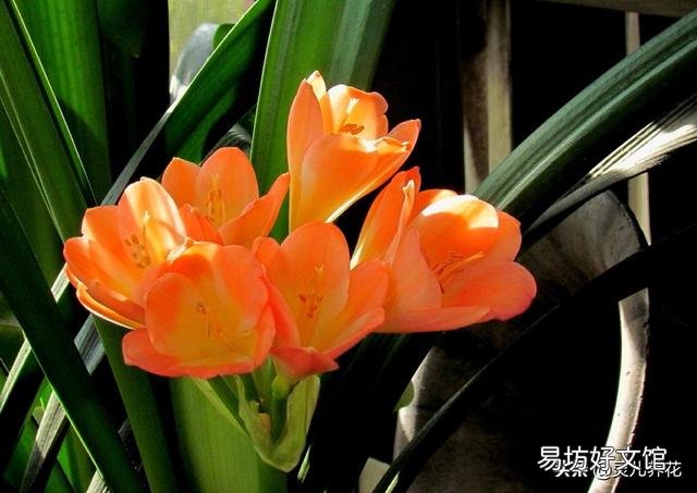 君子兰叶子夹剑怎么办?