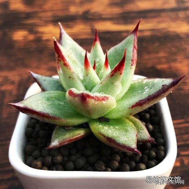 刚入肉坑,请教如何把乌木养的肥肥的?