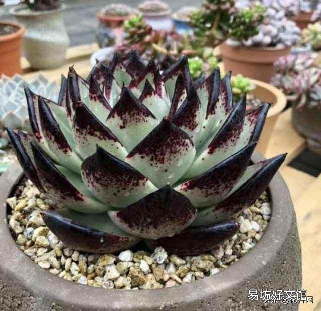 刚入肉坑,请教如何把乌木养的肥肥的?