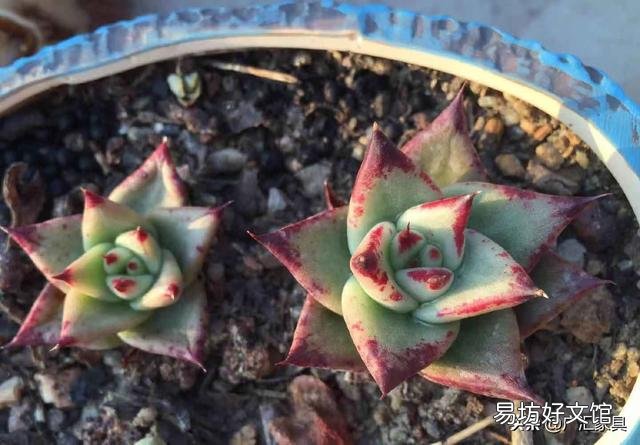 刚入肉坑,请教如何把乌木养的肥肥的?