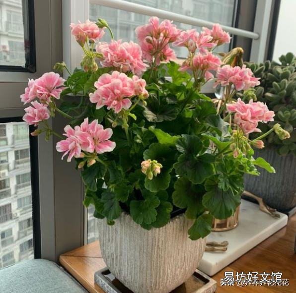 刚买的天竺葵有花包了,用的是园土,能洗根上盆吗?