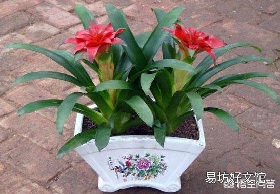 鸿运当头应该怎么养?怎样浇水?