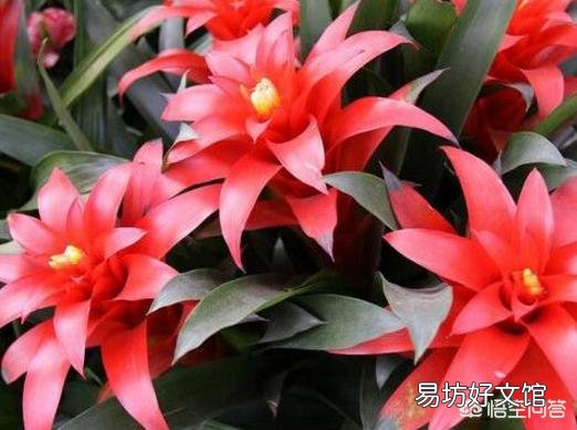 鸿运当头应该怎么养?怎样浇水?