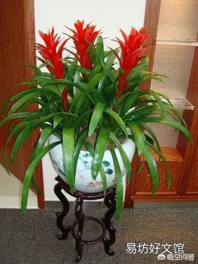 鸿运当头应该怎么养?怎样浇水?