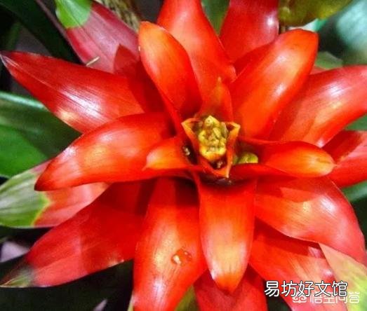 鸿运当头应该怎么养?怎样浇水?