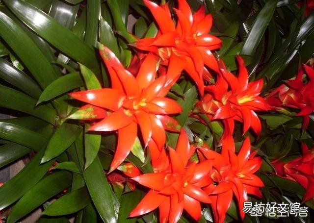 鸿运当头应该怎么养?怎样浇水?