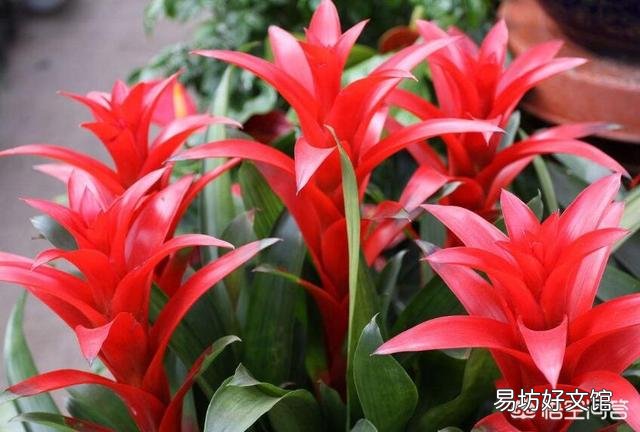 鸿运当头应该怎么养?怎样浇水?