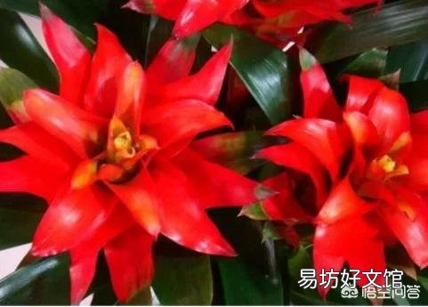 鸿运当头应该怎么养?怎样浇水?