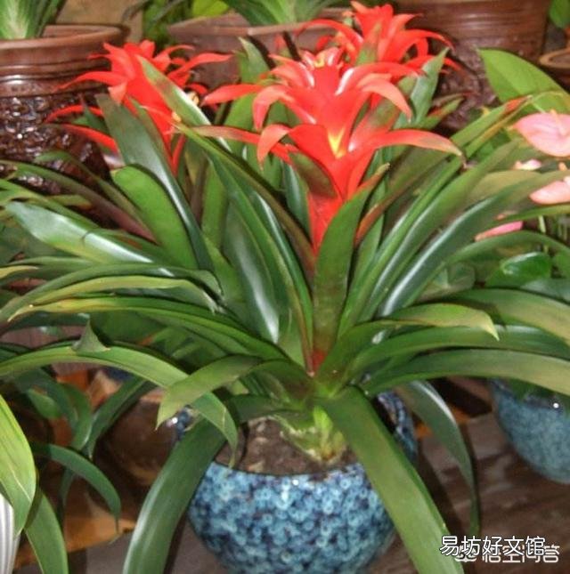 鸿运当头应该怎么养?怎样浇水?