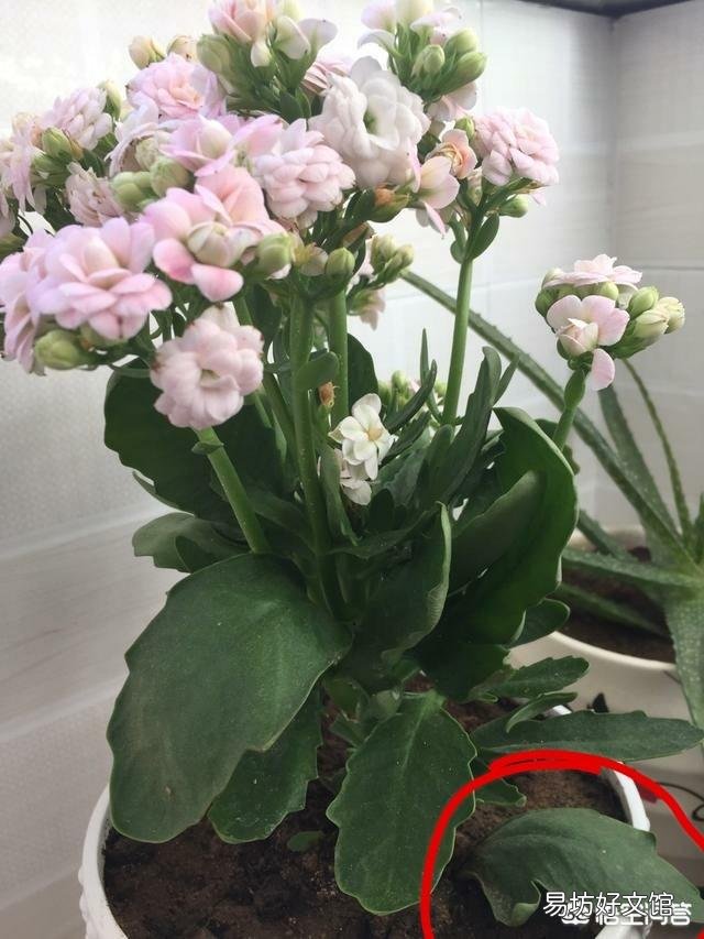 新买回来一个月的长寿花,花苞开满枝头但是叶片软塌塌的怎么办?