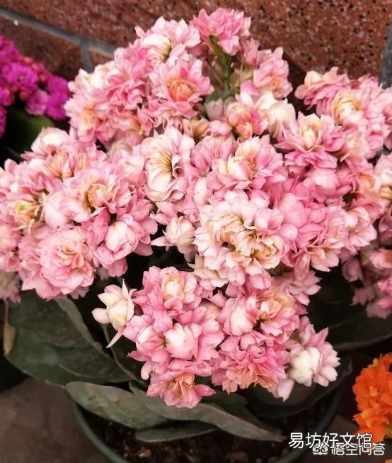 新买回来一个月的长寿花,花苞开满枝头但是叶片软塌塌的怎么办?