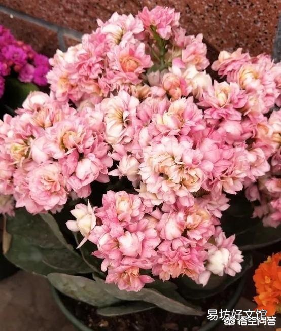新买回来一个月的长寿花,花苞开满枝头但是叶片软塌塌的怎么办?