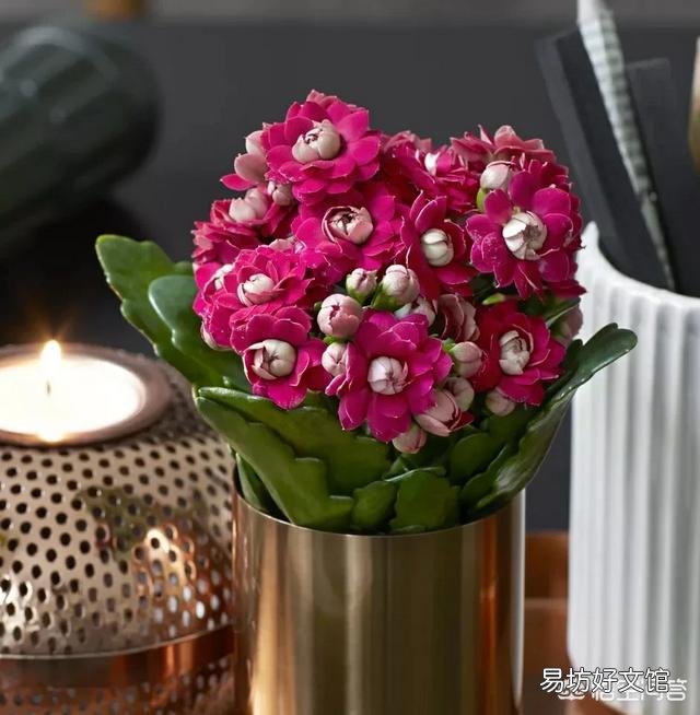 新买回来一个月的长寿花,花苞开满枝头但是叶片软塌塌的怎么办?