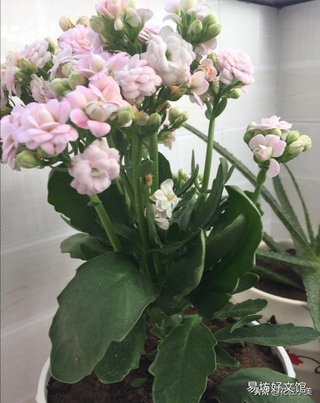 新买回来一个月的长寿花,花苞开满枝头但是叶片软塌塌的怎么办?