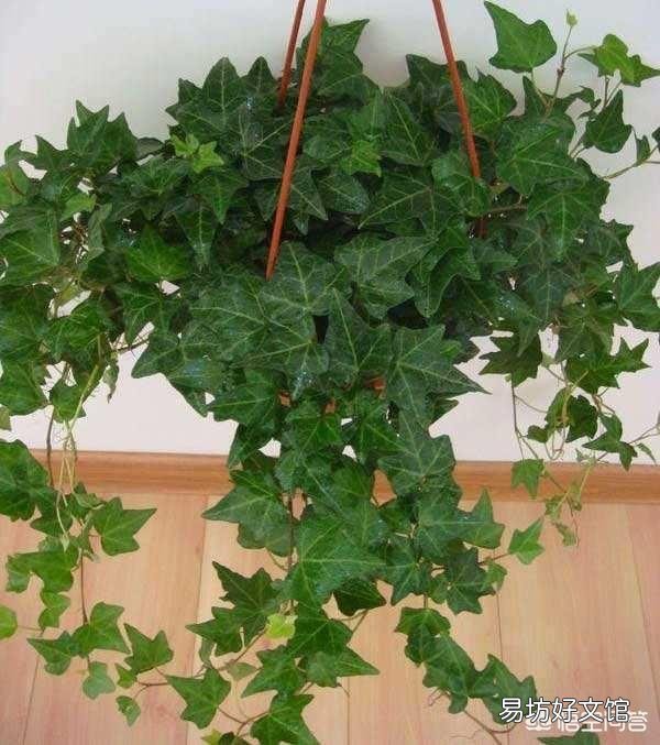 家中种植哪些植物可以净化空气?