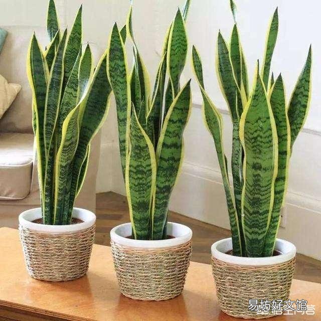 家中种植哪些植物可以净化空气?
