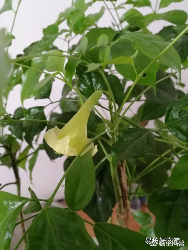 家中种植哪些植物可以净化空气?