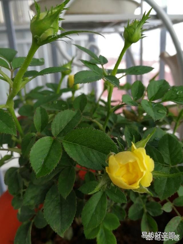 家中种植哪些植物可以净化空气?