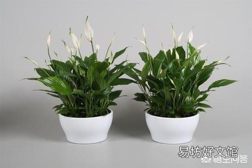 家中种植哪些植物可以净化空气?