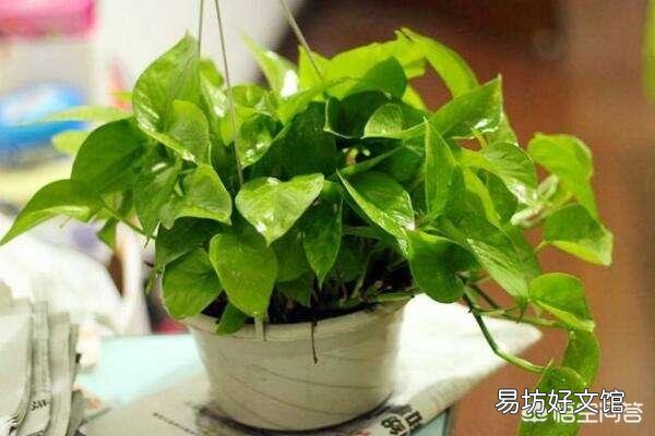 家中种植哪些植物可以净化空气?