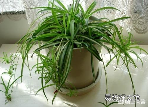 家中种植哪些植物可以净化空气?