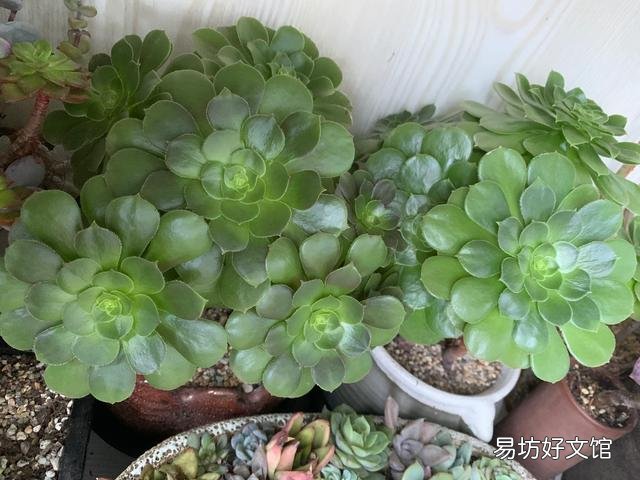 阳台党如何养好多肉法师?