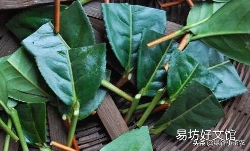 请问茶树如何扦插?