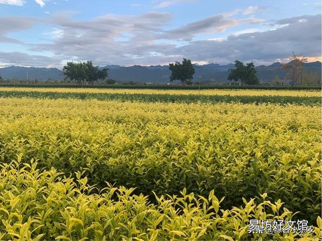 请问茶树如何扦插?