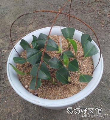 请问茶树如何扦插?