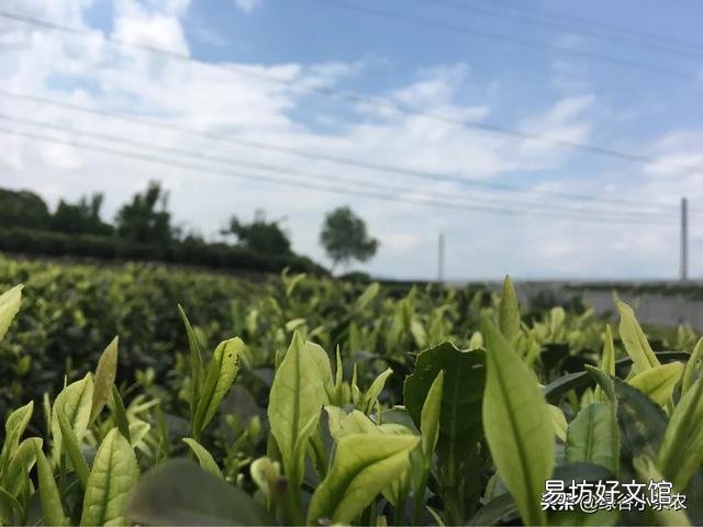请问茶树如何扦插?