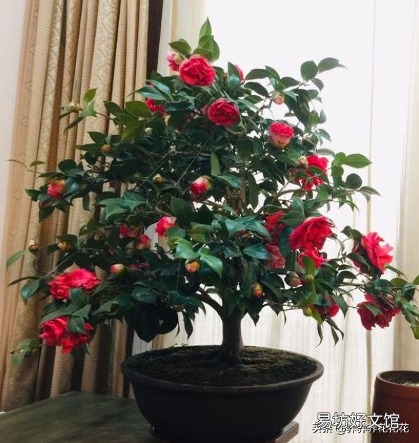 请问茶树如何扦插?