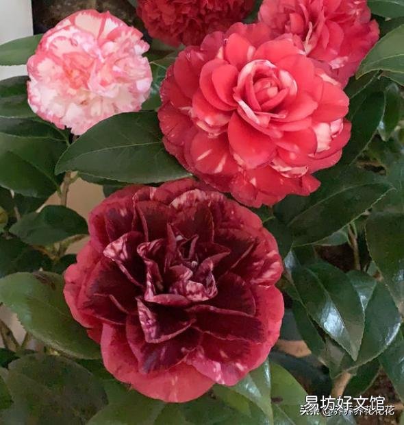 请问茶树如何扦插?