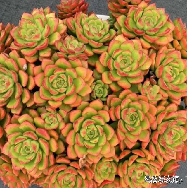 盆花什么时候最便宜?为什么?