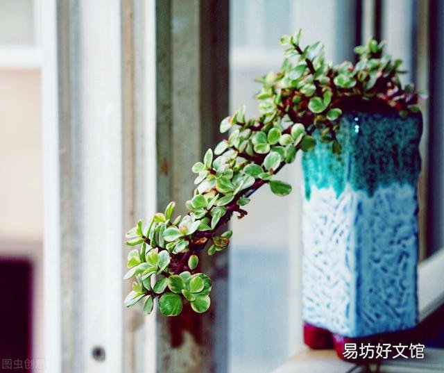 怎么才能将金枝玉叶养成漂亮的盆栽?