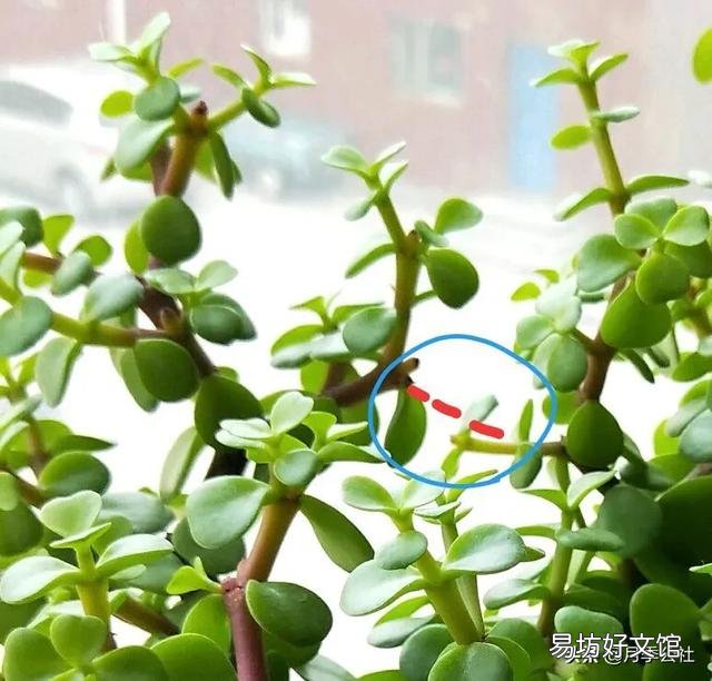 怎么才能将金枝玉叶养成漂亮的盆栽?