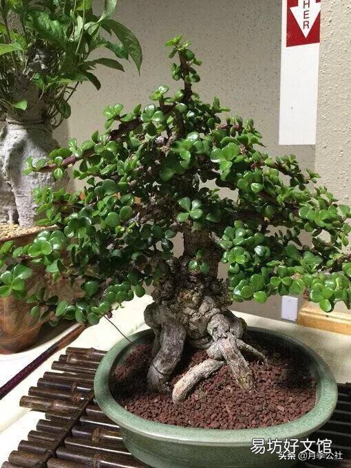 怎么才能将金枝玉叶养成漂亮的盆栽?