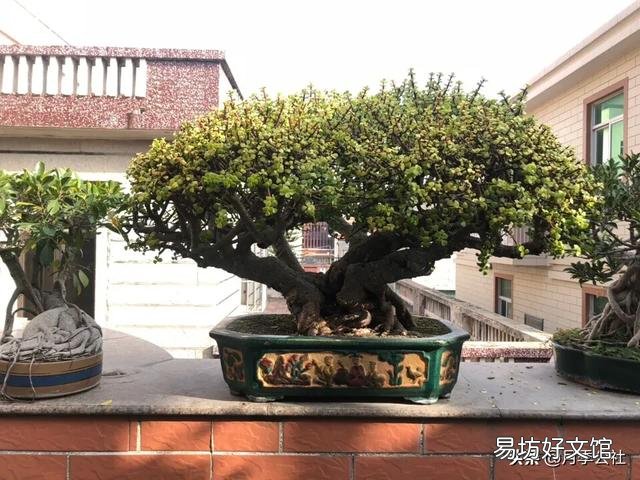 怎么才能将金枝玉叶养成漂亮的盆栽?