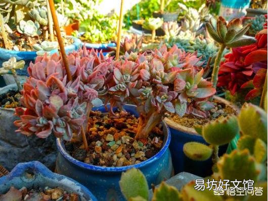 室内养多肉应该注意什么？