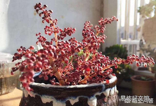 室内养多肉应该注意什么？
