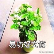 茉莉花怎么才能在冬季开花不断?