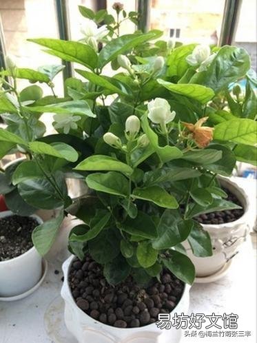 茉莉花怎么才能在冬季开花不断?