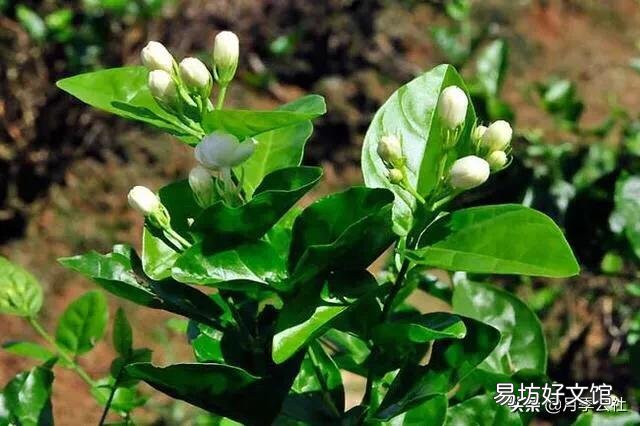 茉莉花怎么才能在冬季开花不断?