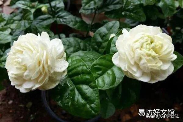 茉莉花怎么才能在冬季开花不断?