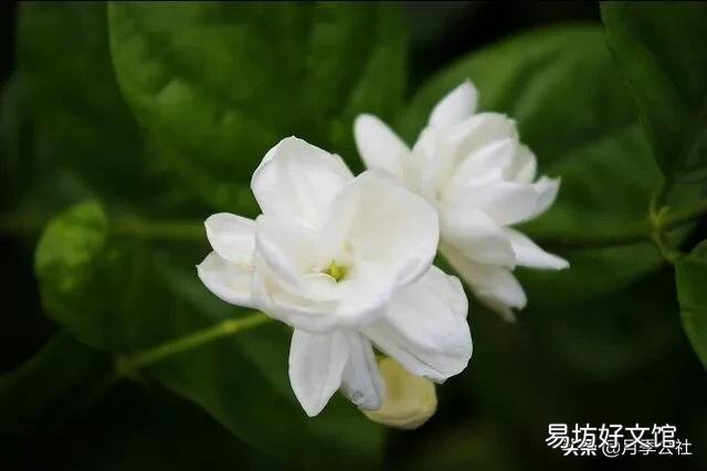 茉莉花怎么才能在冬季开花不断?