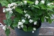 茉莉花怎么才能在冬季开花不断?