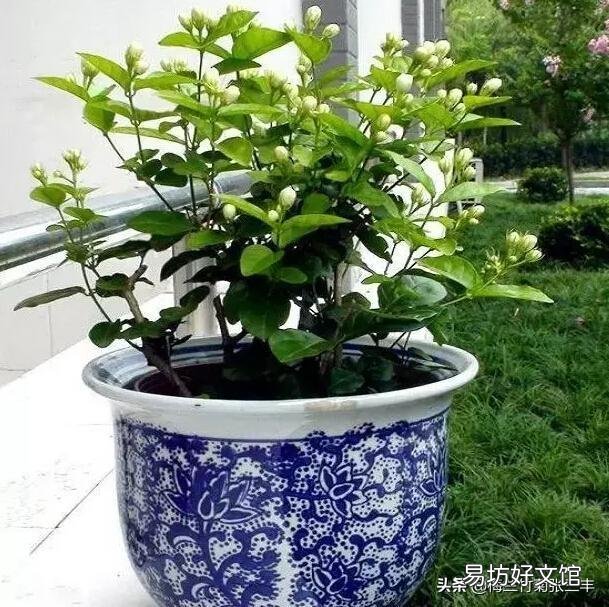 茉莉花怎么才能在冬季开花不断?