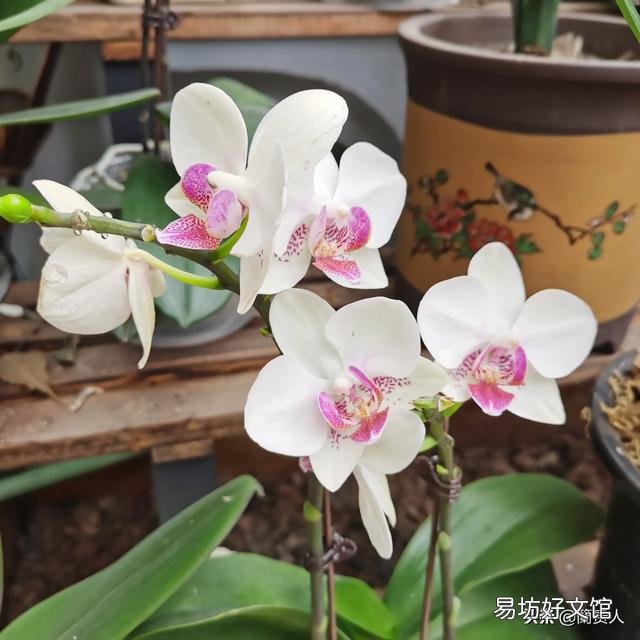 有喜欢蝴蝶兰的吗,难养吗?