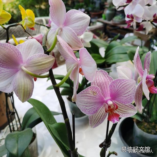 有喜欢蝴蝶兰的吗,难养吗?